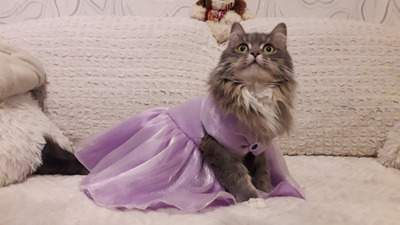 Комментарий с изображением на AdMe.Media