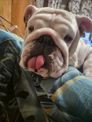 Комментарий с изображением на AdMe.Media