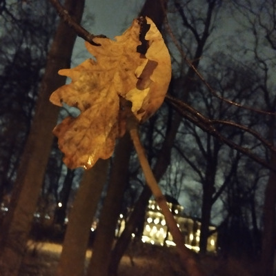 Комментарий с изображением на AdMe.Media