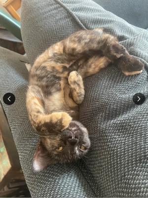 Комментарий с изображением на AdMe.Media