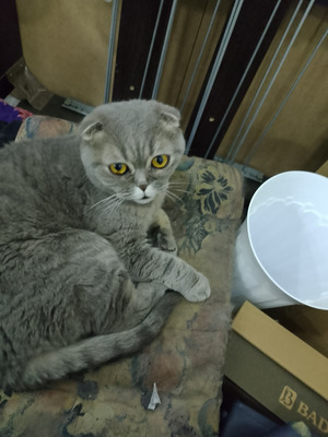 Комментарий с изображением на AdMe.Media