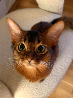 Комментарий с изображением на AdMe.Media