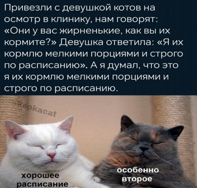 Комментарий с изображением на AdMe.Media