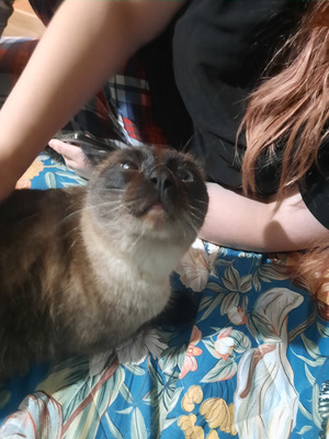 Комментарий с изображением на AdMe.Media