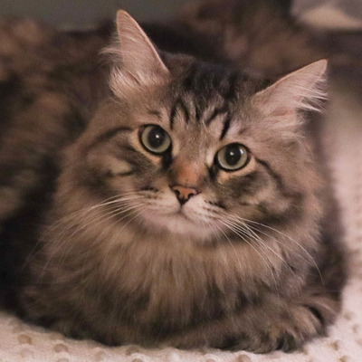 Комментарий с изображением на AdMe.Media