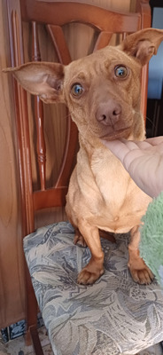 Комментарий с изображением на AdMe.Media