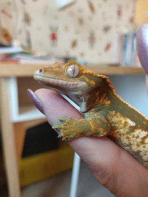 Комментарий с изображением на AdMe.Media