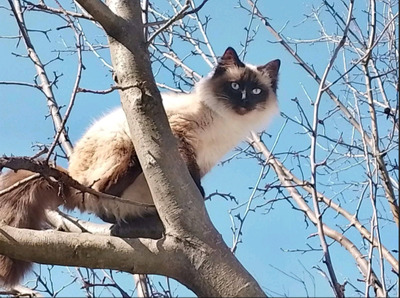 Комментарий с изображением на AdMe.Media