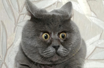 Комментарий с изображением на AdMe.Media