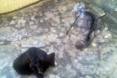 Комментарий с изображением на AdMe.Media