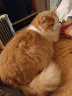 Комментарий с изображением на AdMe.Media