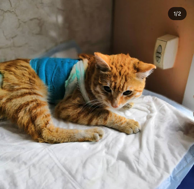 Комментарий с изображением на AdMe.Media