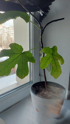 Комментарий с изображением на AdMe.Media