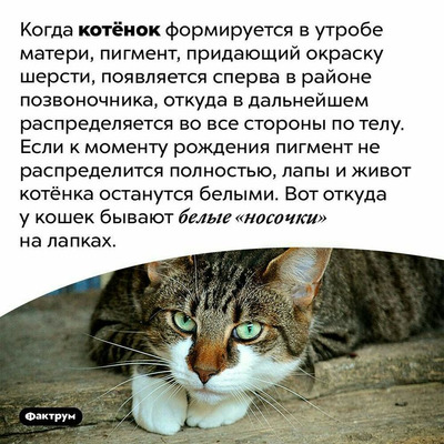 Комментарий с изображением на AdMe.Media