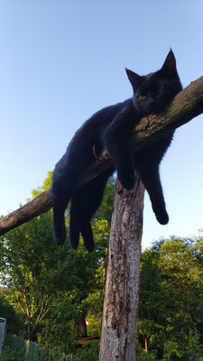 Комментарий с изображением на AdMe.Media