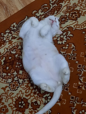 Комментарий с изображением на AdMe.Media