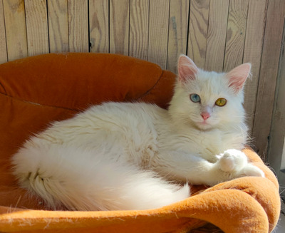 Комментарий с изображением на AdMe.Media