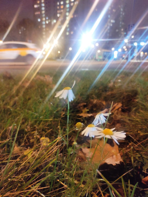 Комментарий с изображением на AdMe.Media