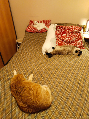 Комментарий с изображением на AdMe.Media