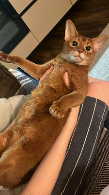 Комментарий с изображением на AdMe.Media