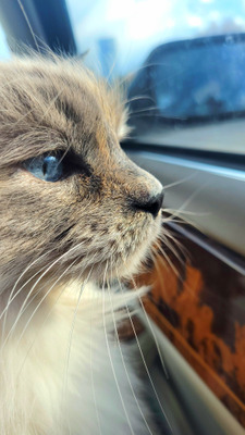 Комментарий с изображением на AdMe.Media