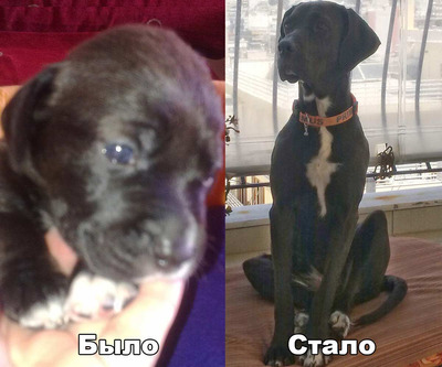 Комментарий с изображением на AdMe.Media