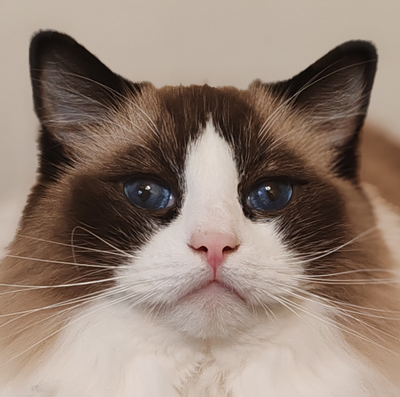 Комментарий с изображением на AdMe.Media