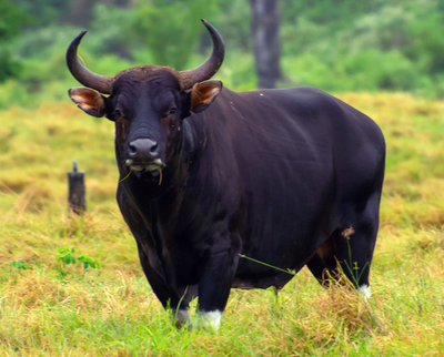 Комментарий с изображением на AdMe.Media