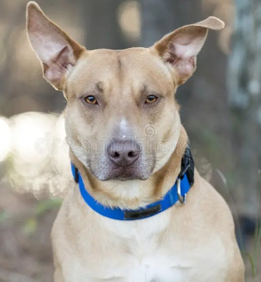 Комментарий с изображением на AdMe.Media