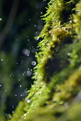 Комментарий с изображением на AdMe.Media