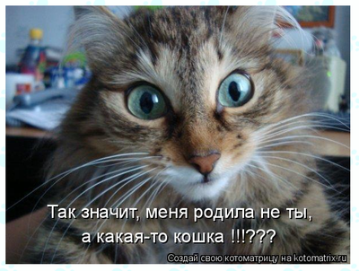 Комментарий с изображением на AdMe.Media