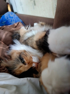 Комментарий с изображением на AdMe.Media