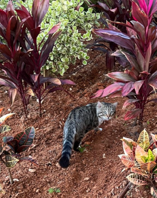 Комментарий с изображением на AdMe.Media