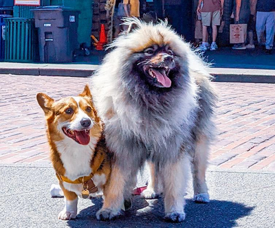 Комментарий с изображением на AdMe.Media