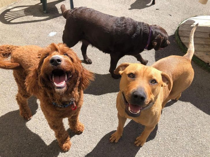 20+ улыбающихся собак, глядя на которых хочется самому расплыться в улыбке