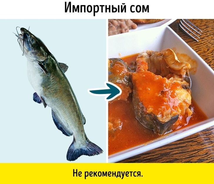 Фото Сортов Рыбы