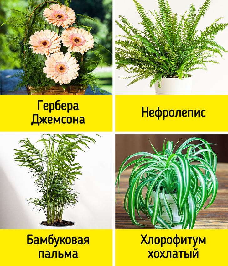 Цветы Вызывающие Аллергию Комнатные Фото