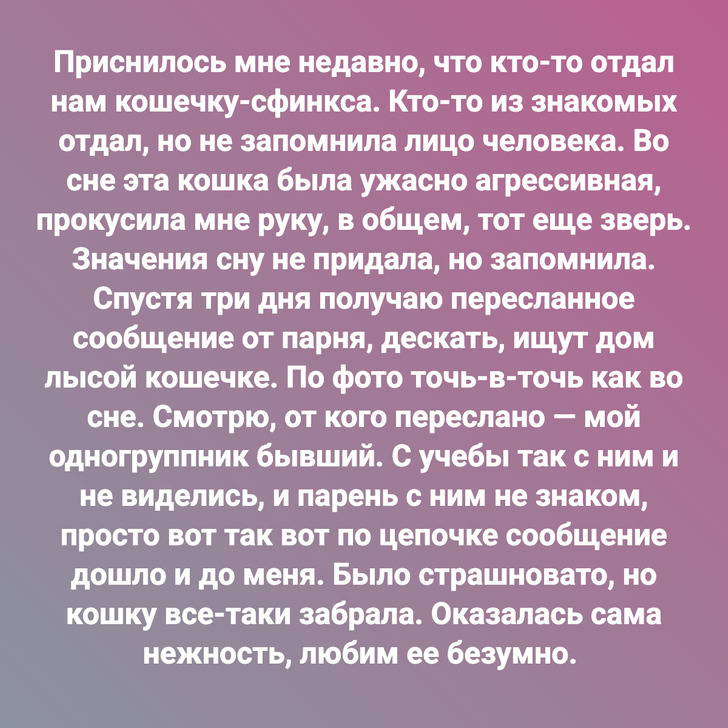 Приснилось мне недавно, что кто-то отдал нам кошечку-сфинкса. Кто-то из знакомых отдал, но не запомнила лицо человека. Во сне эта кошка была ужасно агрессивная, прокусила мне руку, в общем, тот еще зверь. Значения сну не придала, но запомнила. Спустя три дня получаю пересланное сообщение от парня, дескать, ищут дом лысой кошечке. По фото точь-в-точь как во сне. Смотрю, от кого переслано — мой одногруппник бывший. С учебы так с ним и не виделись, и парень с ним не знаком, просто вот так вот по цепочке сообщение дошло и до меня. Было страшновато, но кошку все-таки забрала. Оказалась сама нежность, любим ее безумно.