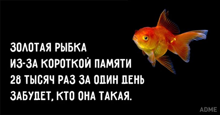 Память как у рыбки впр 4. Рыбка гуппи память 3 секунды. Рыбка дори память 3 секунды. Память золотой рыбки. Память у рыб.