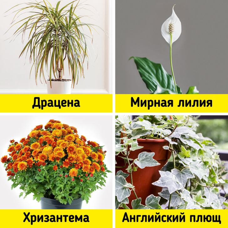 Комнатные Растения Список С Фото