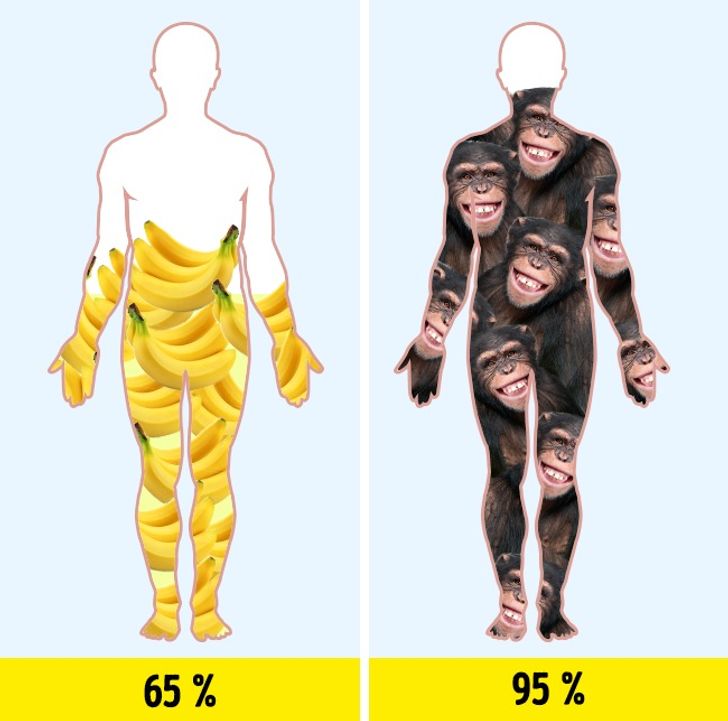 16 Доказательств, Что Днк Устроена Не Совсем Так, Как Нам Рассказывали В  Школе / Adme