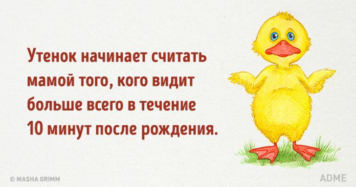 Не считая мамы