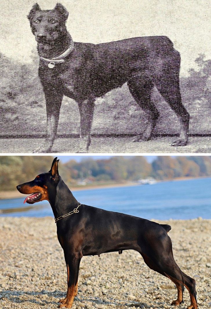 Вот как выглядели наши любимые собаки 100 лет назад / AdMe