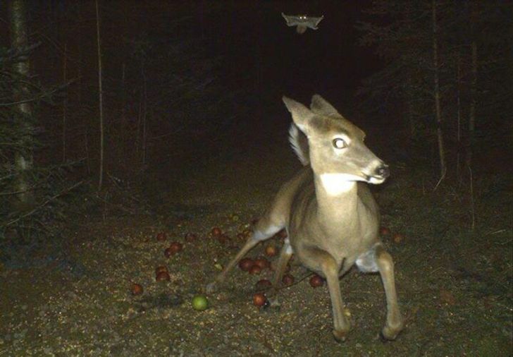 11 снимков с фотоловушек, которые доказывают, что в лесу у животных творится черт пойми что