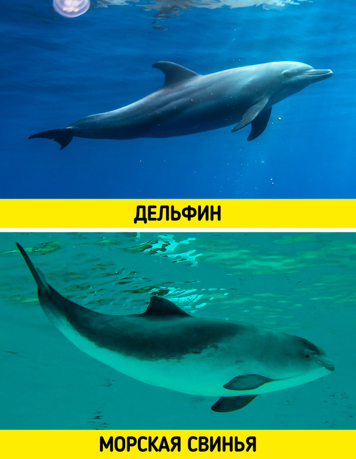Дельфин свинья. Морская свинья Дельфин. Морская свинья Азовка. Дельфин Азовка. Живые дельфины.