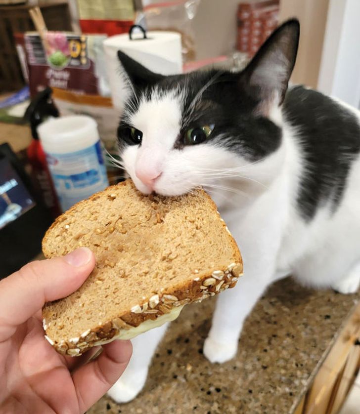 Можно котам хлеб. Кошачий бутерброд. Котик в хлебе. Коты бутерброды. Кот сэндвич.
