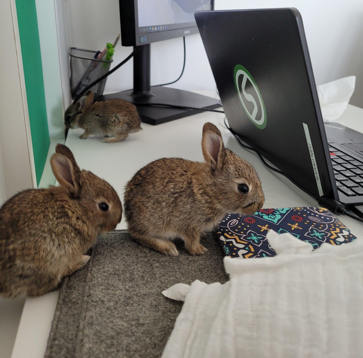 Дом для кроликов. Кролик в офисе.