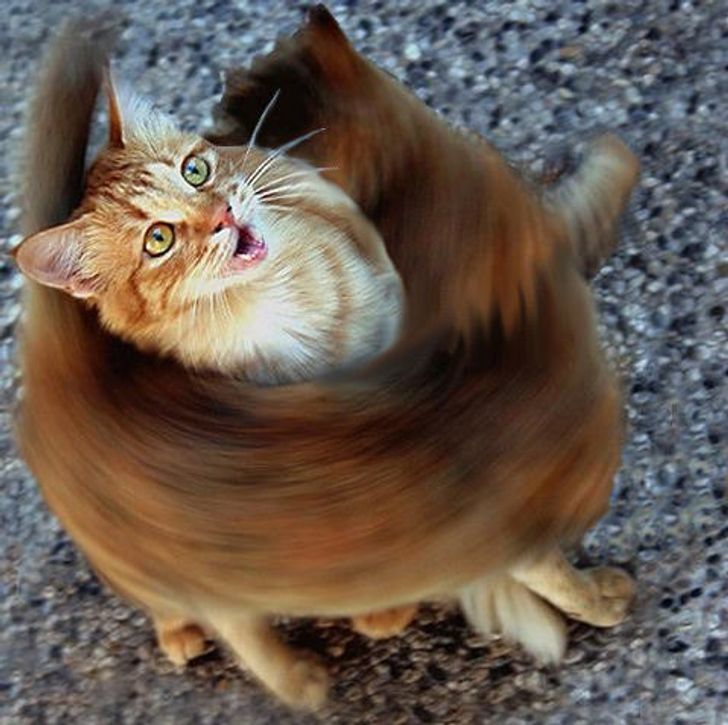 21 фото животных, в которых мы узнали себя