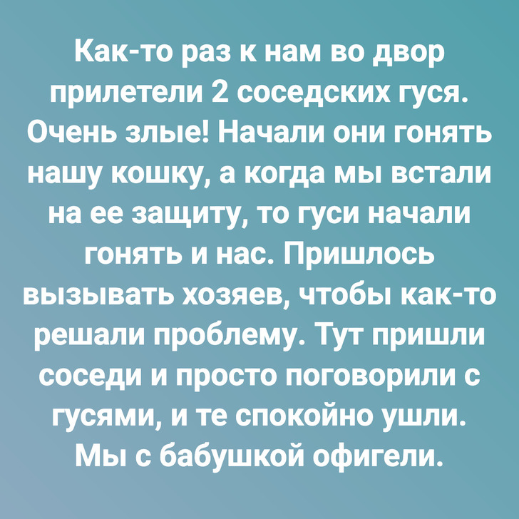 Как-то раз к нам во двор прилетели 2 соседских гуся. Очень злые! Начали они гонять нашу кошку, а когда мы встали на ее защиту, то гуси начали гонять и нас. Пришлось вызывать хозяев, чтобы как-то решали проблему. Тут пришли соседи и просто поговорили с гусями, и те спокойно ушли. Мы с бабушкой офигели.