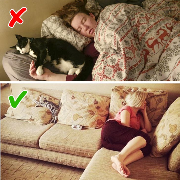 10 правил, которые нужно знать любому, у кого в доме живет кошка